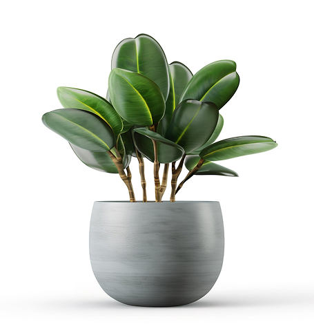 outdoor plant.jpg