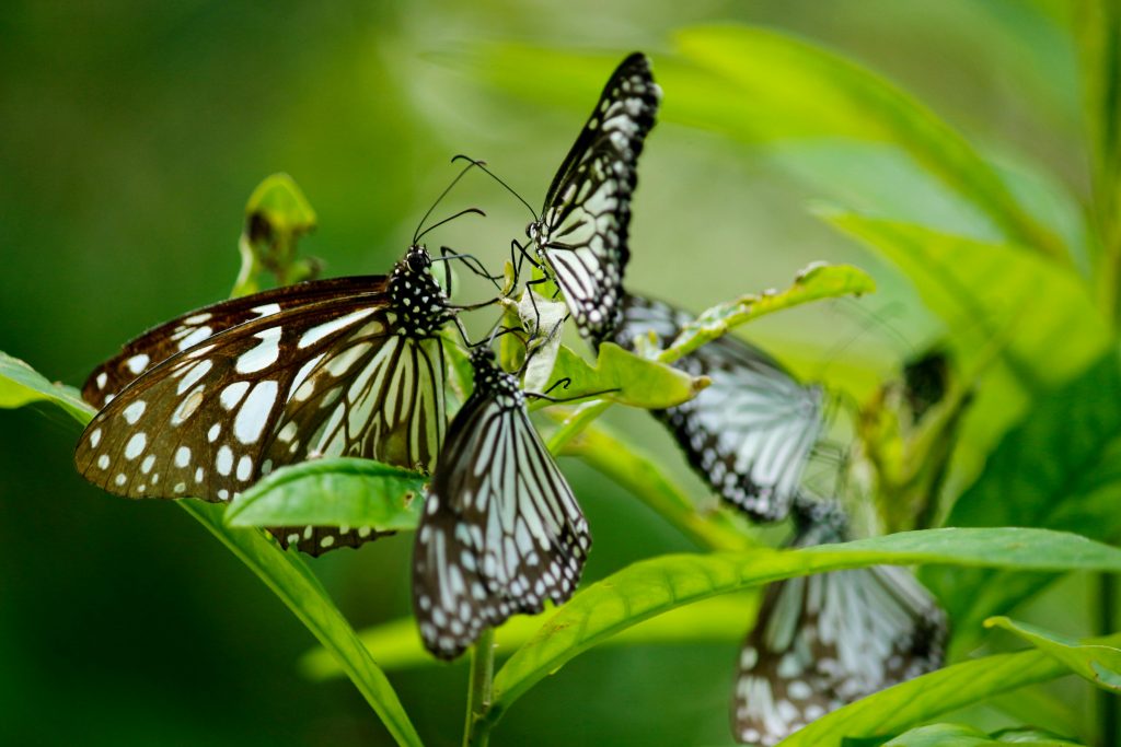 pexels photo 591629 591629 Beautiful close-up of multiple butterflies resting on vibrant green leaves.