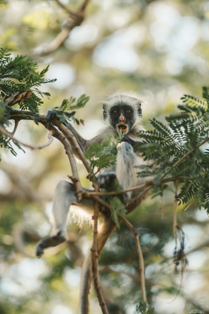 pexels photo 6405703 6405703 A Red Colobus Monkey feeding in a tree, showcasing wildlife in its natural habitat.